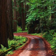 лесная дорога