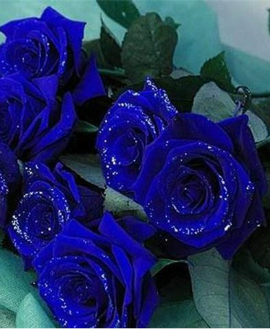 Синие розы - цветы, розы - оригинал