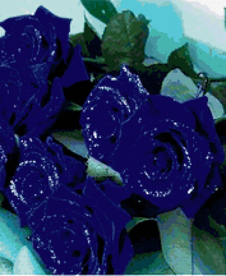 Синие розы - розы, цветы - предпросмотр