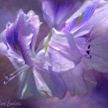 Лиловые лилии