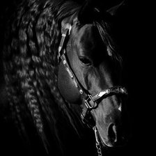 Схема вышивки «Лошадь»