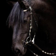 Схема вышивки «Лошадь»