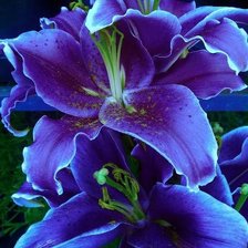 Схема вышивки «Сиреневые лилии»