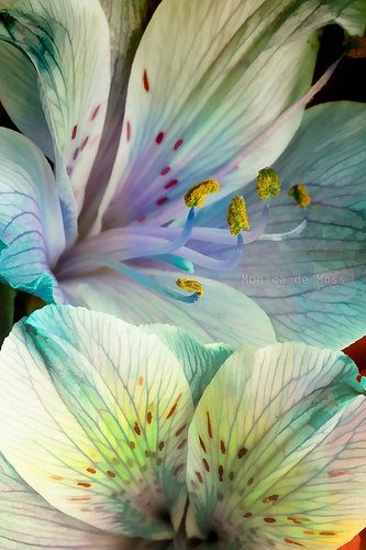 Лилии - лилия, цветы - оригинал