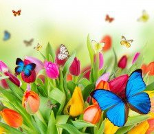 Схема вышивки «бабочки»