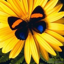 Схема вышивки «бабочка»