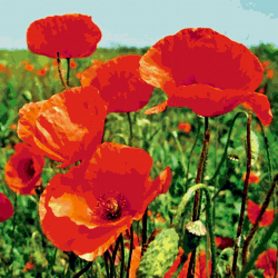 маки - поле, красный, маки, лето, цветы - предпросмотр