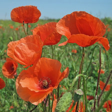 Схема вышивки «маки»