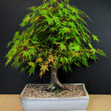 Схема вышивки «бонсай клен»