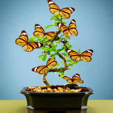 бонсай с бабочками
