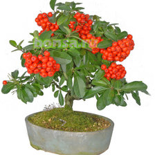 Схема вышивки «бонсай с ягодой»