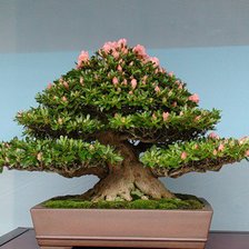 Схема вышивки «бонсай»