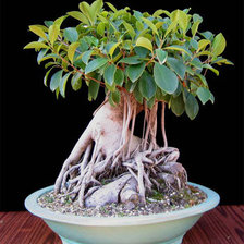 Схема вышивки «бонсай фикус»