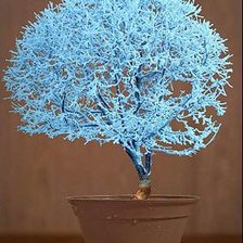 голубой бонсай