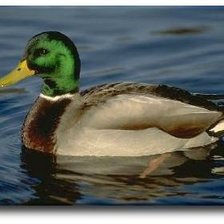 Схема вышивки «utka»