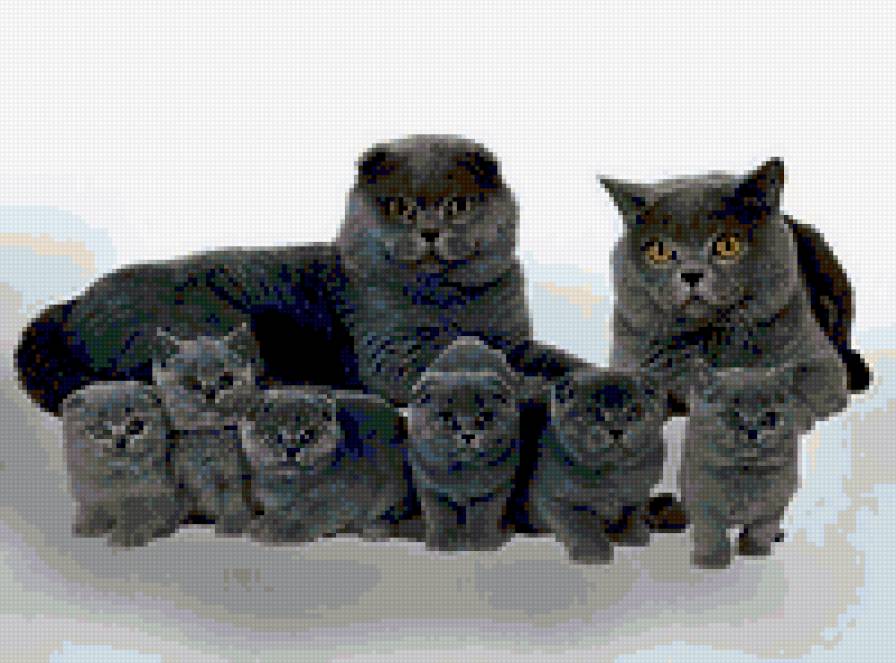 коты - котята, коты - предпросмотр