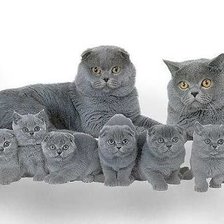 Схема вышивки «коты»