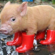 Схема вышивки «наф-наф»