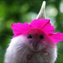 Я - цветочек! Ясно?!