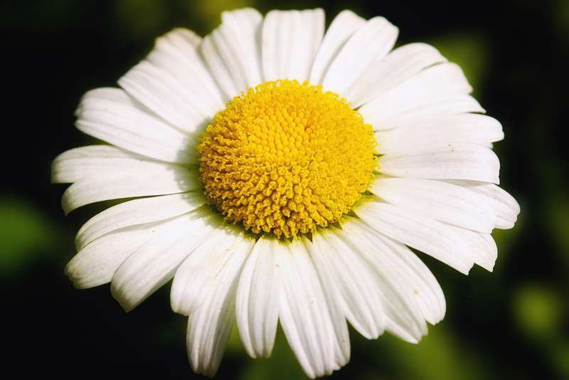 РОМАШКА - цветы - оригинал