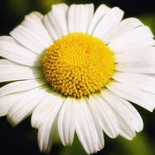 Схема вышивки «РОМАШКА»