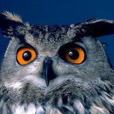 Схема вышивки «совушка»