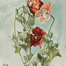 Схема вышивки «маки красные»