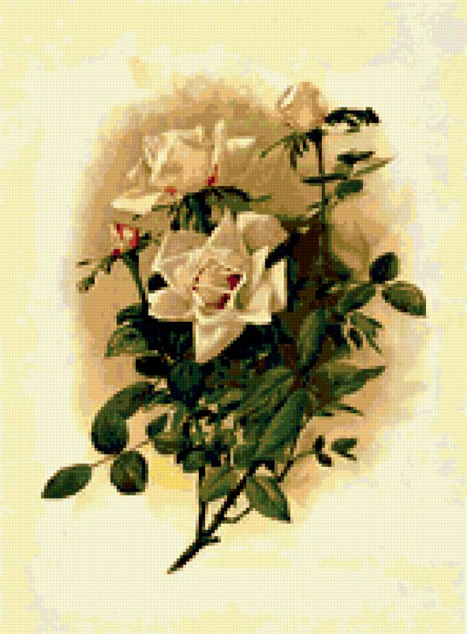 розы желтые - цветы - предпросмотр