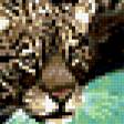 Предпросмотр схемы вышивки «леопард» (№392380)