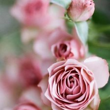 Схема вышивки «Розы»