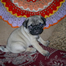 Схема вышивки «мопс Ватсон»