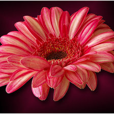 Схема вышивки «Гербера»