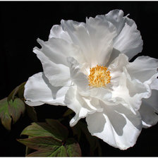 Схема вышивки «Цветок»