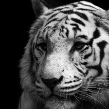 Схема вышивки «Красавец»