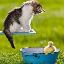 Схема вышивки «котик и утенок»