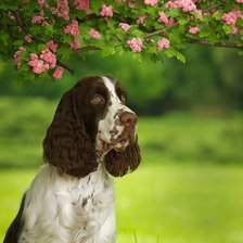 Схема вышивки «собачка»