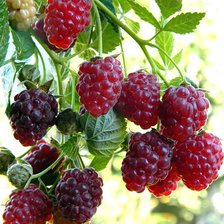 Схема вышивки «№393119»