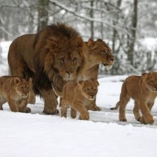 Схема вышивки «Семья львов»