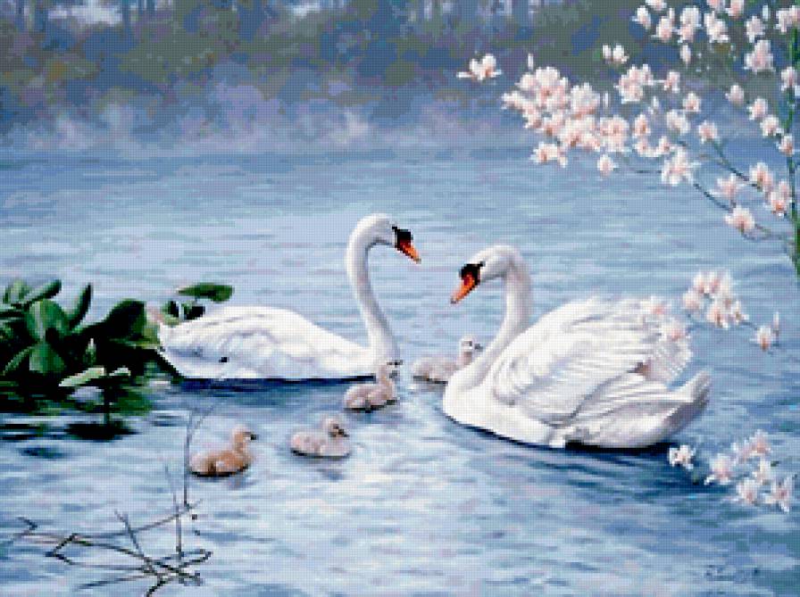 Лебединая семья - семья, лебеди, птицы - предпросмотр