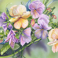 анютины глазки