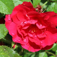 Схема вышивки «После дождя»