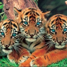 Схема вышивки «tigri»