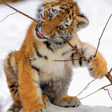 Схема вышивки «tigri»