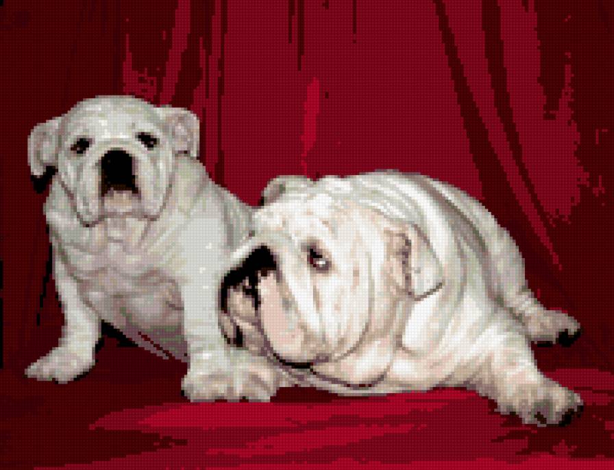 английские бульдоги,Бэлла и Борис - предпросмотр