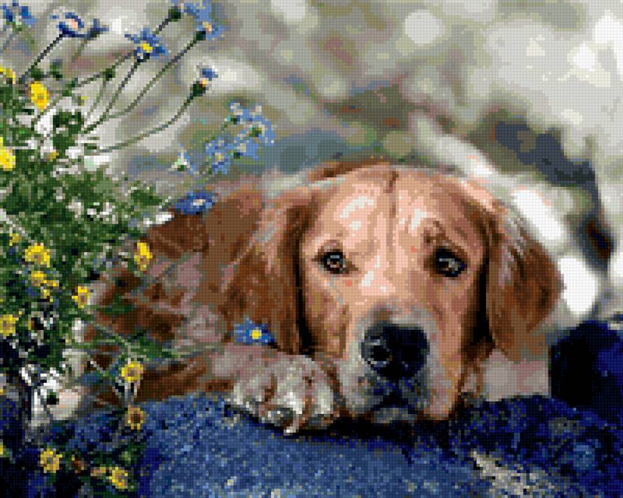 собака и васильки - собака, животные - предпросмотр