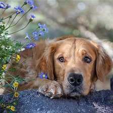 Схема вышивки «собака и васильки»