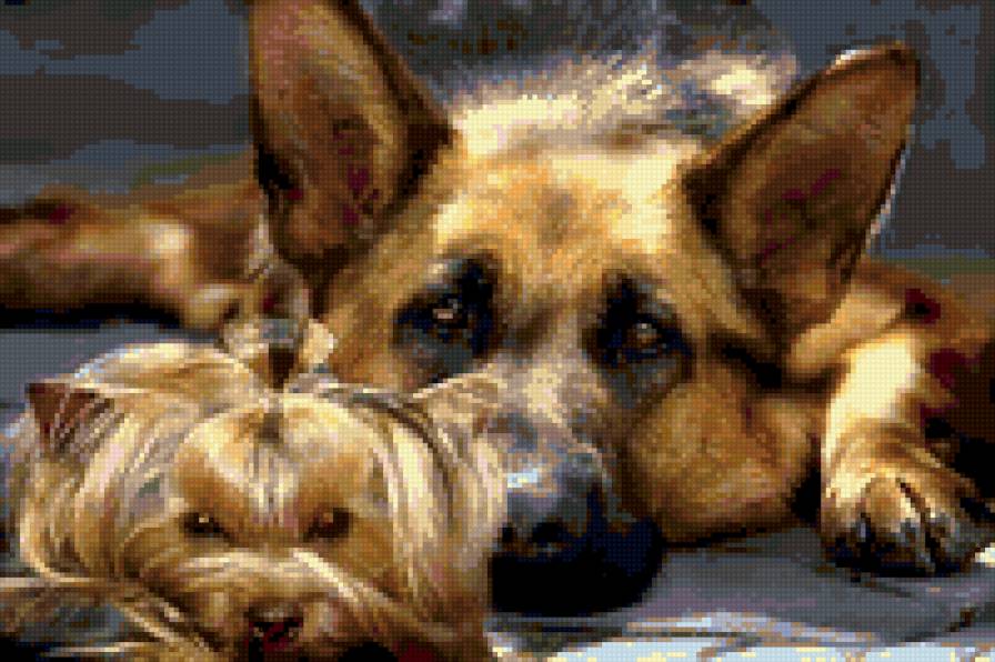 собаки - собаки, животные - предпросмотр