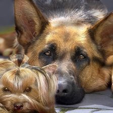 Схема вышивки «собаки»