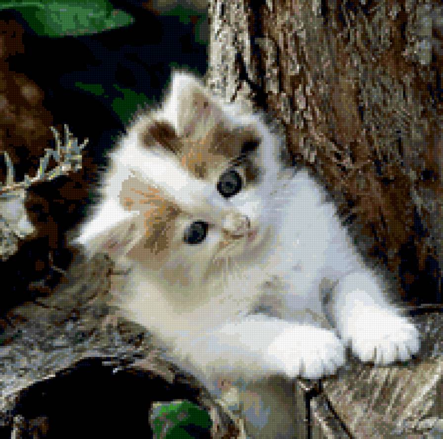 котенок - животные, кошка - предпросмотр