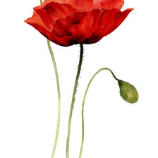 Схема вышивки «акварель»